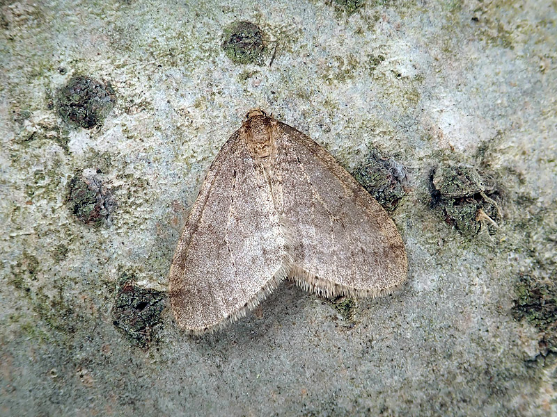 Geometridae: Operophtera